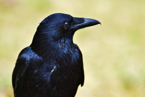 The Secret Life of Crows